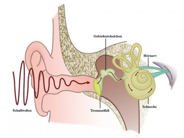 Gehör Illustration
