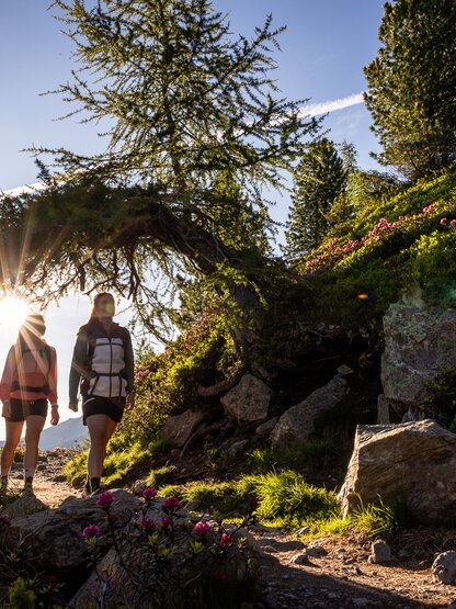 Wanderer auf dem Zirbenweg am Patscherkofel, Sonne scheint durch Baum | © Jonas Schwarzwälder Photography