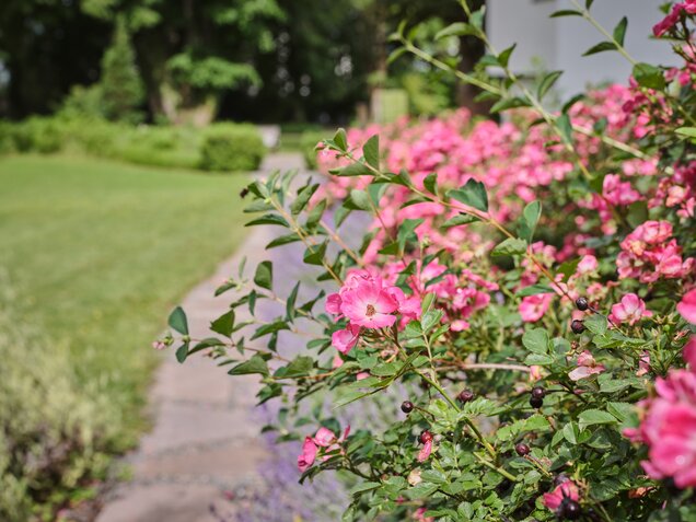 Rosenstrauch mit Blüten 