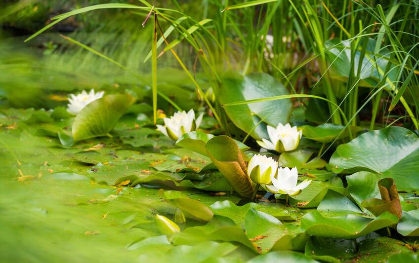 Gartenteich Park Igls