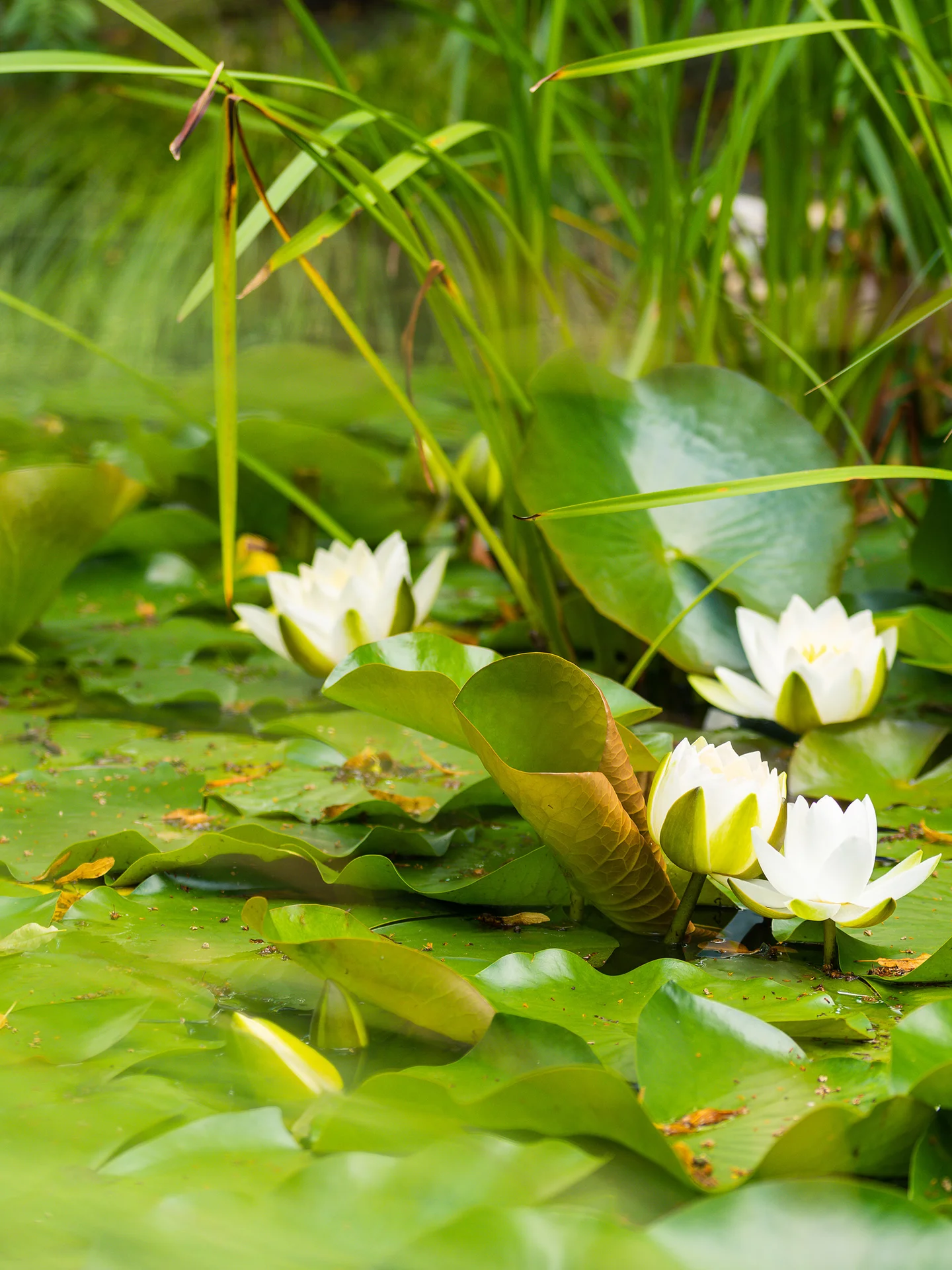 Gartenteich Park Igls